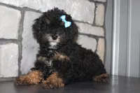 AKC Jace, a male Poodle - Miniature  for sale in Massillon, OH – 1 of 5