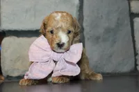 Akc Harper, a female Poodle - Miniature  for sale in Massillon, OH – 3 of 6