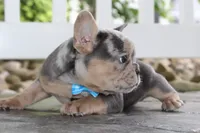 AKC Ziggy, a male French Bulldog for sale in Massillon, OH – 2 of 6