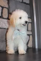 Mini Willow, a male Miniature Goldendoodle for sale in Massillon, OH – 3 of 7