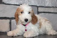 Mini Molly, a male Miniature Goldendoodle for sale in Massillon, OH – 9 of 10