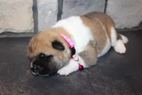 Akc Kuna, a female Akita for sale in Massillon, OH – 7 of 9