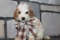 Mini Molly, a male Miniature Goldendoodle for sale in Massillon, OH – 2 of 4