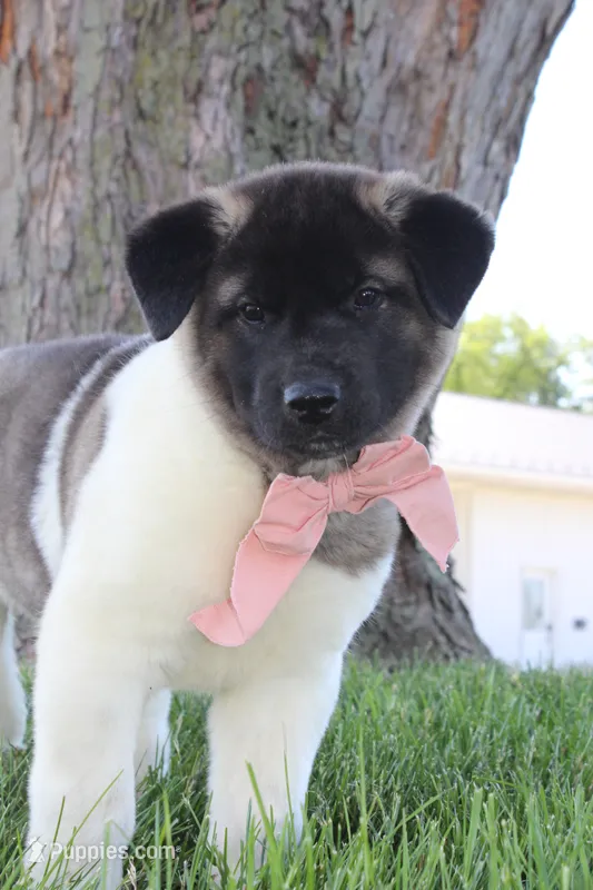 AKC Molly  – Akita puppy for sale in Massillon, OH