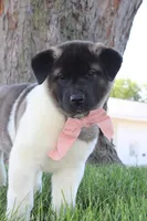 AKC Molly , a female Akita for sale in Massillon, OH – 2 of 9