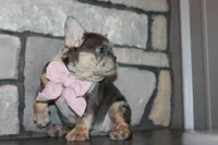 AKC Sadi, a female French Bulldog for sale in Massillon, OH – 3 of 10
