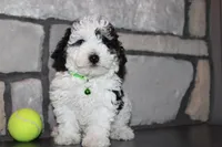 AKC Oscar, a male Poodle - Miniature  for sale in Massillon, OH – Photo 7 of 8