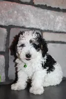 AKC Oscar, a male Poodle - Miniature  for sale in Massillon, OH – Photo 2 of 8