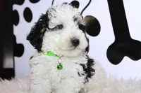 AKC Oscar, a male Poodle - Miniature  for sale in Massillon, OH – Photo 5 of 8