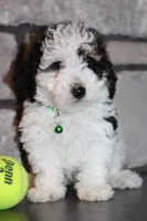 AKC Oscar, a male Poodle - Miniature  for sale in Massillon, OH – Photo 3 of 8