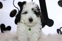 AKC Oscar, a male Poodle - Miniature  for sale in Massillon, OH – Photo 4 of 8