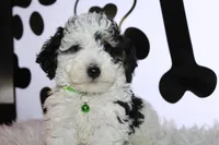 AKC Oscar, a male Poodle - Miniature  for sale in Massillon, OH – Photo 6 of 8