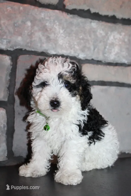 AKC Oscar – Poodle - Miniature  puppy for sale in Massillon, OH