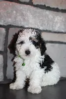 AKC Oscar, a male Poodle - Miniature  for sale in Massillon, OH – Photo 1 of 8