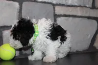 AKC Oscar, a male Poodle - Miniature  for sale in Massillon, OH – Photo 8 of 8