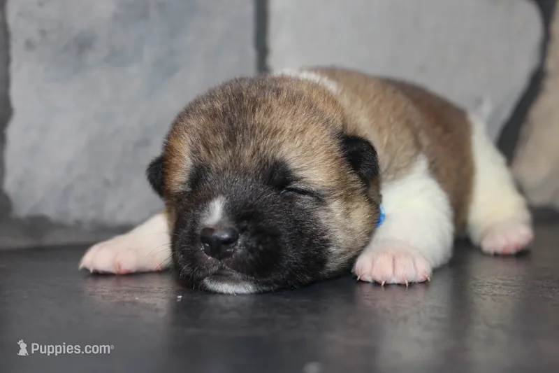 AKC Ruger – Akita puppy for sale in Massillon, OH