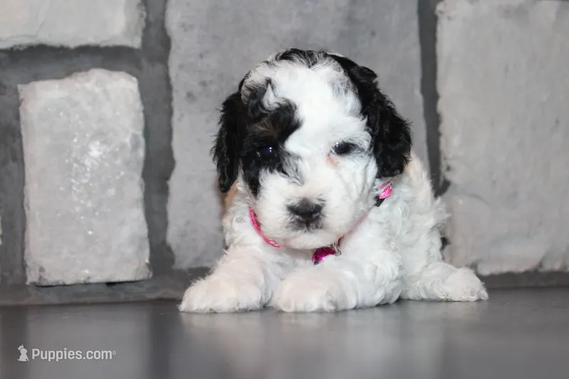 AKC Molly – Poodle - Miniature  puppy for sale in Massillon, OH