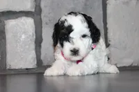AKC Molly, a female Poodle - Miniature  for sale in Massillon, OH – 1 of 5