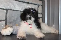 MIni Zoey, a female Miniature Goldendoodle for sale in Massillon, OH – 3 of 6