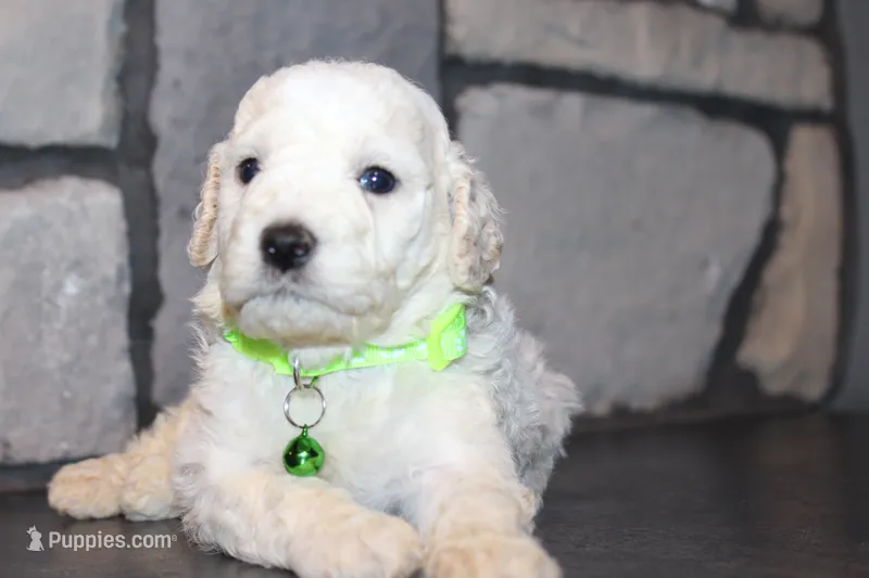 Mini Goose – Miniature Goldendoodle puppy for sale in Massillon, OH