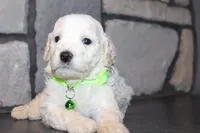 Mini Goose, a male Miniature Goldendoodle for sale in Massillon, OH – 1 of 6