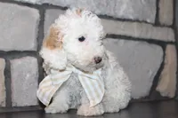 Akc Jenna, a female Poodle - Miniature  for sale in Massillon, OH – 6 of 9