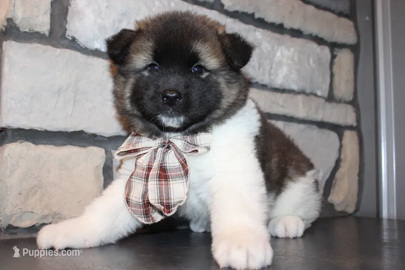 AKC Teddy – Akita puppy for sale in Massillon, OH