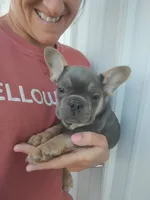 AKC Jack, a male French Bulldog for sale in Massillon, OH – 9 of 9