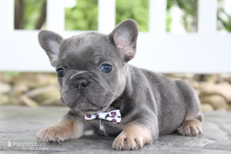 AKC Zoe – French Bulldog puppy for sale in Massillon, OH
