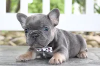 AKC Zoe, a female French Bulldog for sale in Massillon, OH – 1 of 9