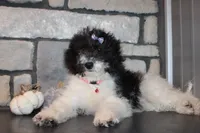 MIni Zoey, a female Miniature Goldendoodle for sale in Massillon, OH – 4 of 6