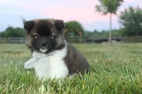 Akc Juno, a female Akita for sale in Massillon, OH – 3 of 8