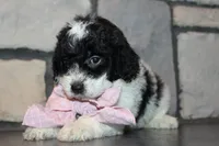 Mini Lexi, a female Miniature Goldendoodle for sale in Massillon, OH – 7 of 10