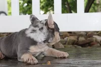 AKC Sadi, a female French Bulldog for sale in Massillon, OH – 10 of 10