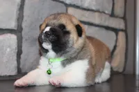 AKC Milo, a male Akita for sale in Massillon, OH – 2 of 10