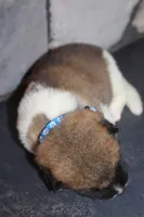 AKC Ruger, a male Akita for sale in Massillon, OH – 2 of 6