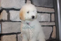 Mini Willow, a male Miniature Goldendoodle for sale in Massillon, OH – 6 of 7