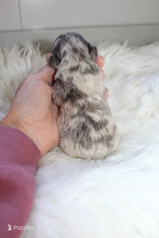 AKC Lily – French Bulldog puppy for sale in Massillon, OH