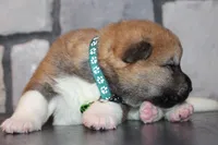 AKC Bear, a male Akita for sale in Massillon, OH – 6 of 6