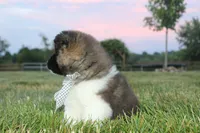 Akc Juno, a female Akita for sale in Massillon, OH – 6 of 8