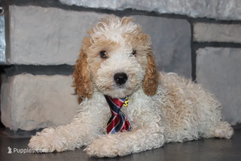 Mini B – Miniature Goldendoodle puppy for sale in Massillon, OH