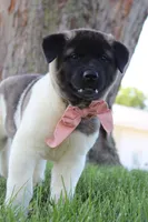 AKC Molly , a female Akita for sale in Massillon, OH – 3 of 9