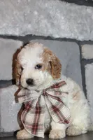 Mini Molly, a male Miniature Goldendoodle for sale in Massillon, OH – 4 of 4