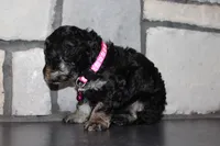 AKC Fifi, a female Poodle - Miniature  for sale in Massillon, OH – 3 of 6