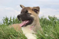 Akc Kuna, a female Akita for sale in Massillon, OH – 3 of 10