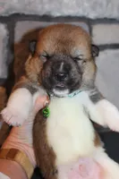 AKC Bear, a male Akita for sale in Massillon, OH – 5 of 6