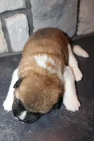 AKC Bear, a male Akita for sale in Massillon, OH – 2 of 6