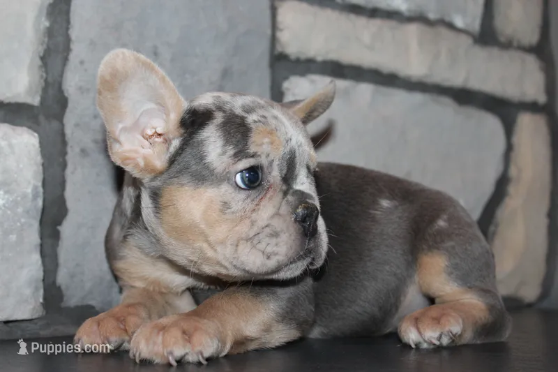 AKC Ziggy, a male French Bulldog for sale in Massillon, OH – 1 of 9
