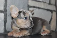 AKC Ziggy, a male French Bulldog for sale in Massillon, OH – 1 of 9