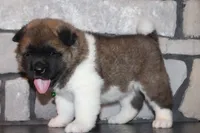 AKC Bear, a male Akita for sale in Massillon, OH – 2 of 10